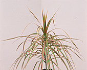 Dracaena marginata