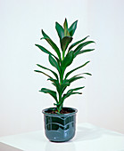 Dracaena glauca