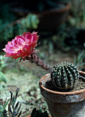 Echinopsis