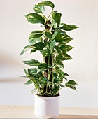 Epipremnum aureum (Ivy)