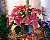 Euphorbia pulcherrima, Weihnachtsstern