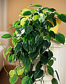 Philodendron scandens (Climbing philodendron)