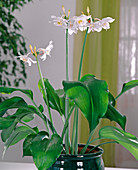 Eucharis amazonica