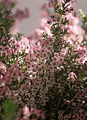 Erica canaliculata