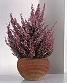 Erica gracilis