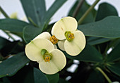 Euphorbia milii 'Marathon'