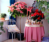 Adventlich gestaltetes Zimmereck mit Euphorbia-Weihnachtssternen