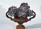 Echeveria in cast vase