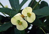 Euphorbia milii hybrid
