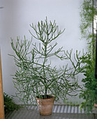 Euphorbia tirucalli (Bleistiftbaum)