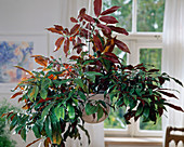 Ficus dryepondtiana