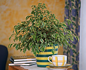 Ficus benjamina