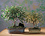 Ficus benjamina 'Starlight'