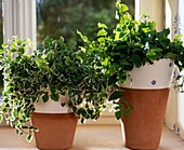 Ficus pumila, Ficus pumila 'Variegata'