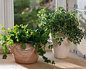 Ficus pumila