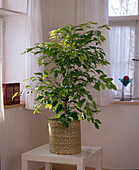 Ficus benjamina 'Golden Princess'