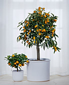 Fortunella Japonica (Kumquat)