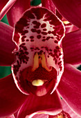 Cymbidium hybrid