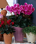 Cyclamen persicum