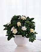 Gardenia Jasminoides