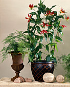 Gloriosa Rothschildiana (Ruhmesblume)