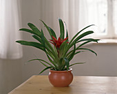 Guzmania lingulata 'Minor Red'