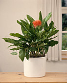 Haemanthus multiflorus