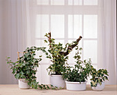 Hedera helix (ivy) as houseplant