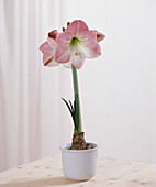 Hippeastrum hybrid