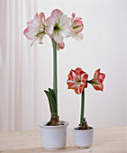 Hippeastrum hybrid