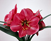 Hippeastrum hybrid