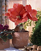 Hippeastrum hybrid