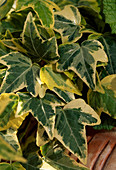 Hedera helix