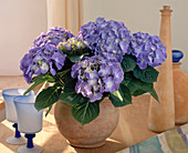 Hydrangea macrophylla