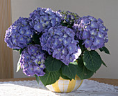 Hydrangea macrophylla