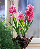 Hyacinthus orientalis