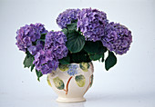 Hydrangea macrophylla