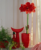 Hippeastrum hybrid (Amaryllis)