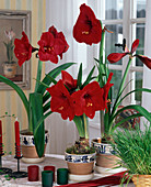 Hippeastrum hybrid