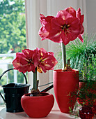 Hippeastrum hybrid 'Telstar'