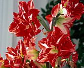 Hippeastrum hybrid 'Pasadena'