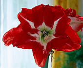 Hippeastrum - hybrid 'Pasadena'