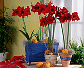 Hippeastrum hybrid