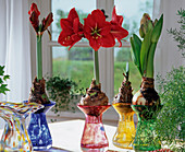 Hippeastrum-Hybr.