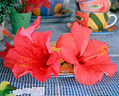 Hibiskusblüte