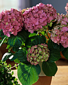 Hydrangea macrophylla