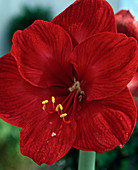 Hippeastrum hybrid (Ritterstern)