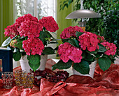 Hydrangea macrophylla