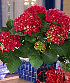 Hydrangea macrophylla