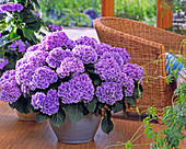 Hydrangea macrophylla 'Lady Katsuko'